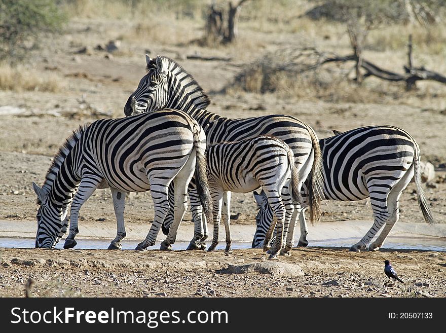 Heard of Zebras drinking water