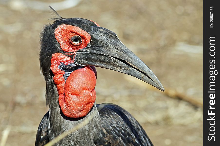 Portrait of Male ground Hornbill walking towards