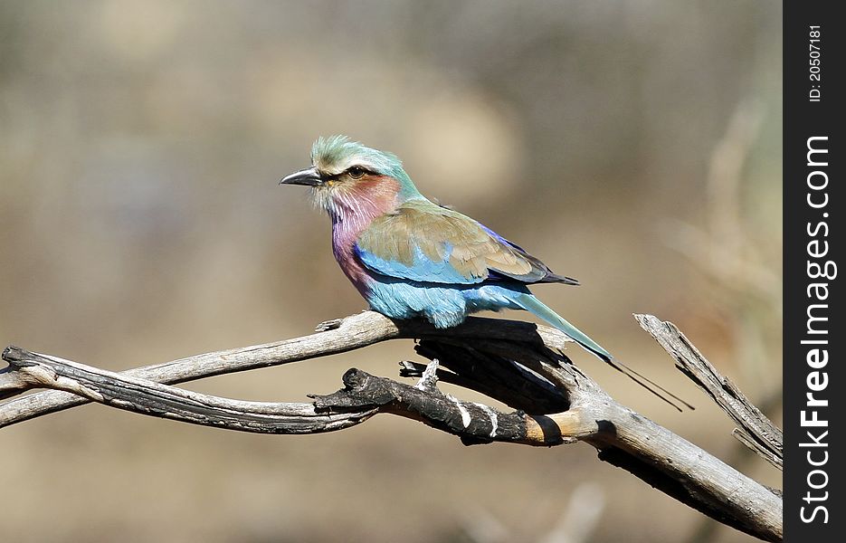 Lilac-breasted roller (Coratias caudata) on a branch