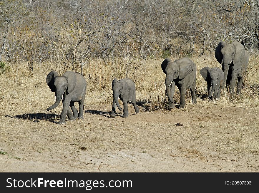 Elephant family walking towards waterhole