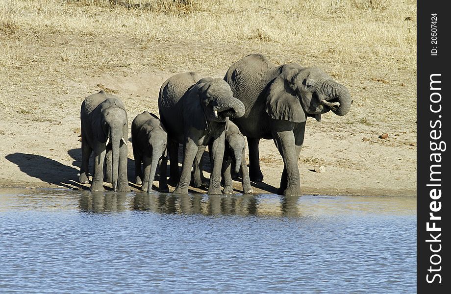 Elephant family at waterhole drinking water