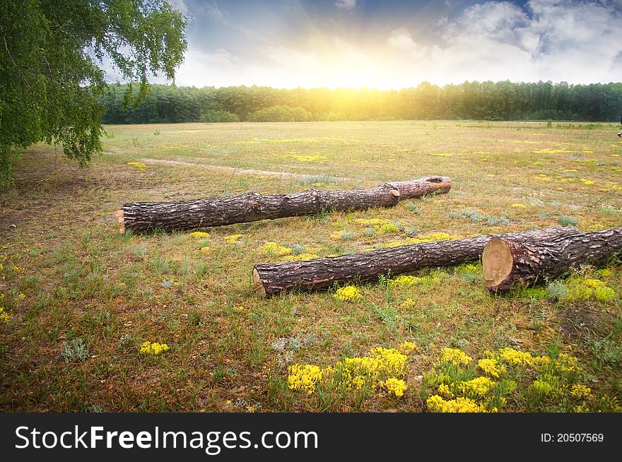 Wood glade on a sunset