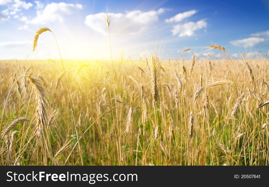 Wheat field against a blue sky