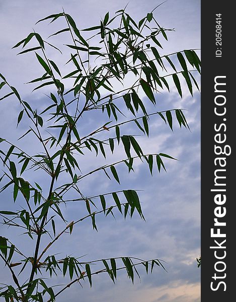 Bamboo leaf with blue sky background. Bamboo leaf with blue sky background.