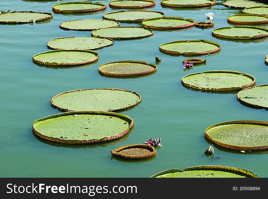 Image of victoria lotus leaf