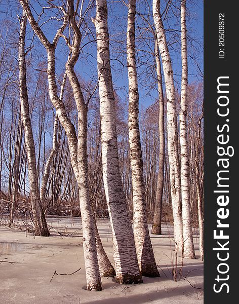 Early spring in birch forest