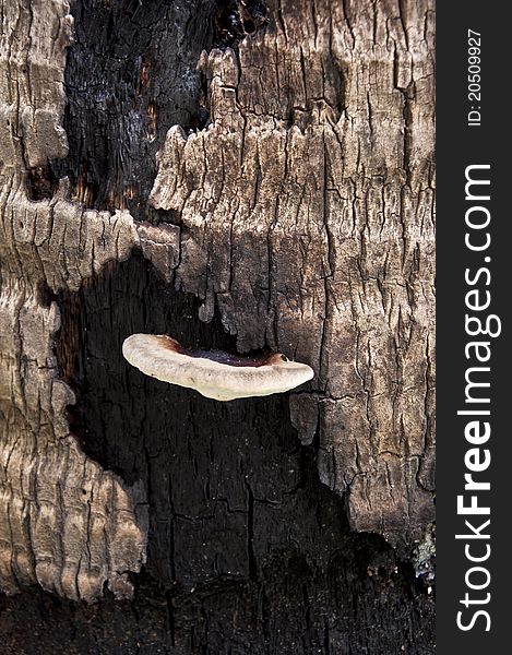 A mushrooms growing on a dead palm tree. A mushrooms growing on a dead palm tree