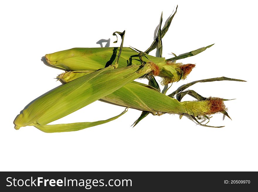 Three corncobs over white background