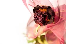 Beautiful Dry Red Rose Closeup Royalty Free Stock Image