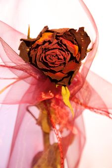 Beautiful Dry Red Rose From Front Royalty Free Stock Images Beautiful Dry Red Rose From Front Royalty Free Stock Images