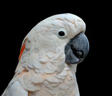 Moluccan Cockatoo Portrait Stock Images Moluccan Cockatoo Portrait Stock Images