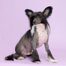 Male Chinese Crested Dog Stock Photography