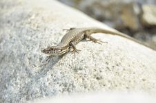 Lizard Royalty Free Stock Image Lizard Royalty Free Stock Image