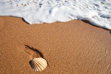 Shell And Sea Foam Stock Photos Shell And Sea Foam Stock Photos