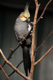 Cockatiel Stock Photography Cockatiel Stock Photography