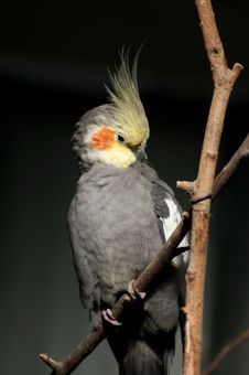 Cockatiel Stock Image Cockatiel Stock Image
