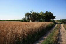 Wheat And House Royalty Free Stock Image Wheat And House Royalty Free Stock Image