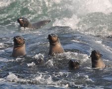 Cape Fur Seals Battling The Waves Royalty Free Stock Photo