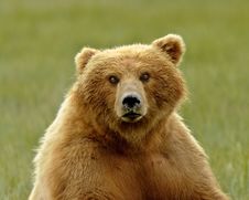 Alaskan Grizzly Bear Portrait Stock Photography Alaskan Grizzly Bear Portrait Stock Photography