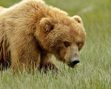 Alaskan Grizzly Bear Royalty Free Stock Photos