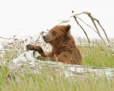 Alaskan Grizzly Bear Royalty Free Stock Image Alaskan Grizzly Bear Royalty Free Stock Image