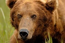 Alaskan Grizzly Bear Portrait Royalty Free Stock Photos Alaskan Grizzly Bear Portrait Royalty Free Stock Photos