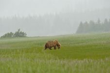 Alaskan Grizzly Bear Grazing In A Field Royalty Free Stock Photography Alaskan Grizzly Bear Grazing In A Field Royalty Free Stock Photography