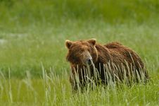 Alaskan Grizzly Bear Stock Image Alaskan Grizzly Bear Stock Image