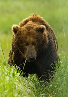 Alaskan Grizzly Bear Royalty Free Stock Images Alaskan Grizzly Bear Royalty Free Stock Images