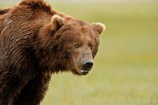 Alaskan Grizzly Bear Royalty Free Stock Images Alaskan Grizzly Bear Royalty Free Stock Images