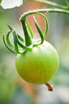 Green Tomato Royalty Free Stock Photo Green Tomato Royalty Free Stock Photo