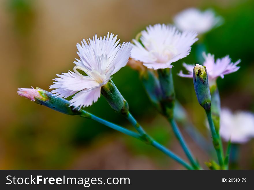 Wild carnations