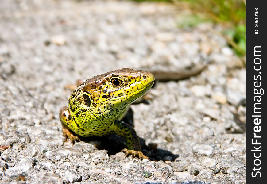 Just some tiny lizard hanging around