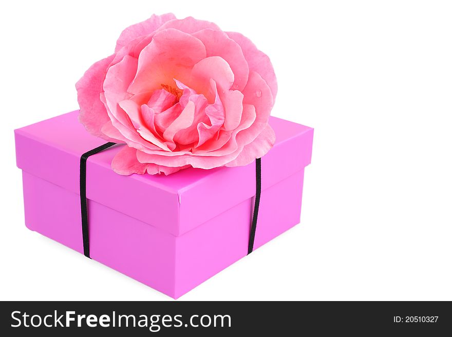 Pink gift box tied with black ribbon with a pink rose on white background. Pink gift box tied with black ribbon with a pink rose on white background