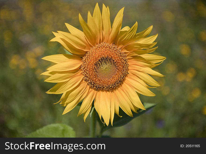 Sunflower growing in the field, Odessa region, Ukraine