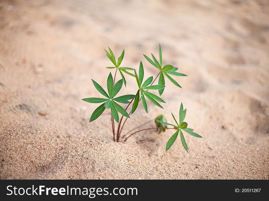 A small plant growing in the sand. A small plant growing in the sand
