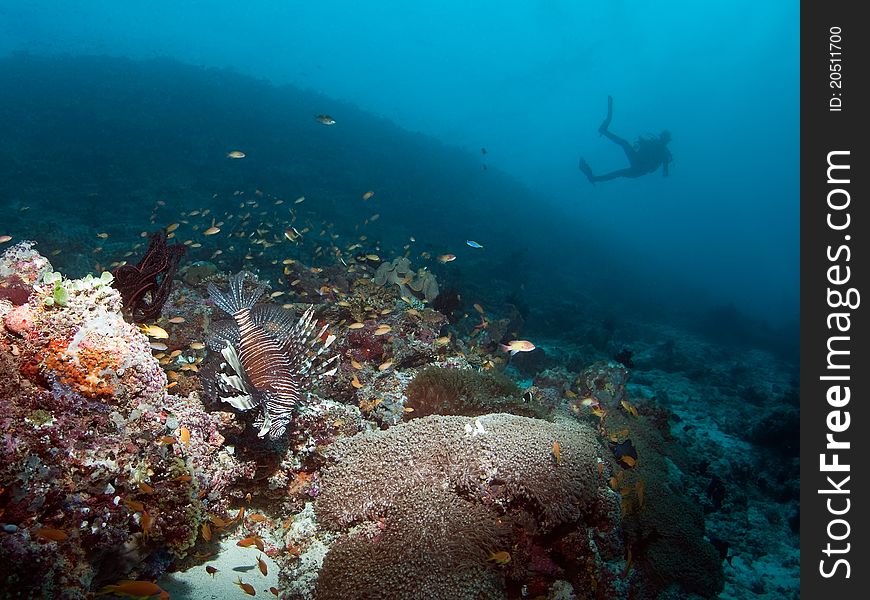 Diving Maldives lion fish reef