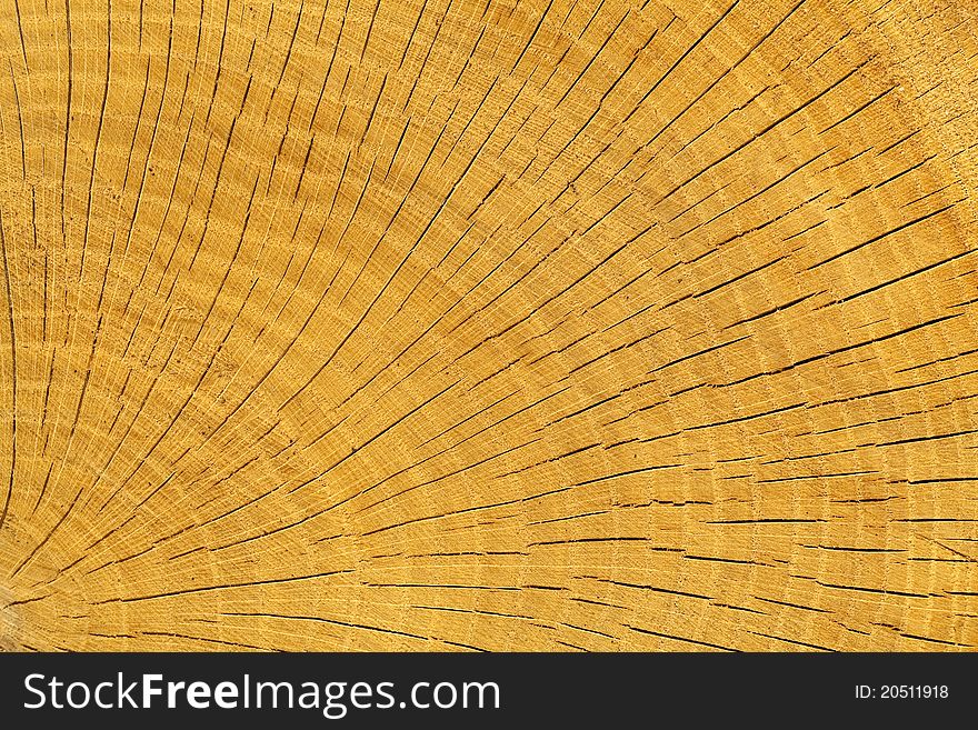 Structure of truncate oak tree as background. Structure of truncate oak tree as background