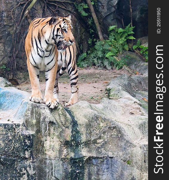 Sumatran tiger on the stone