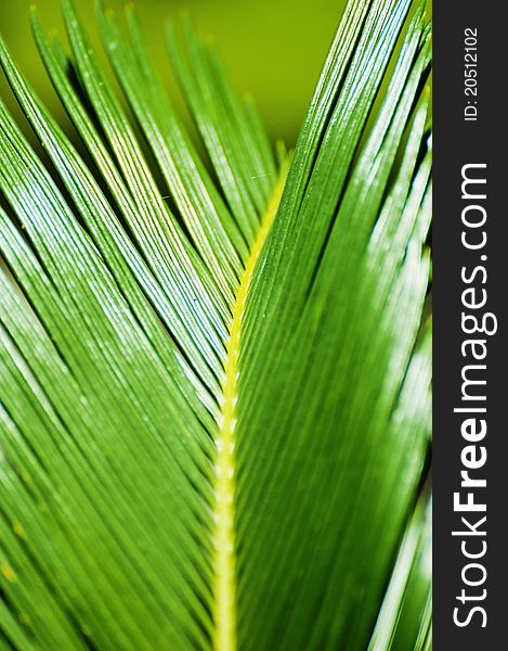 An evergreen plant, cycas center. An evergreen plant, cycas center