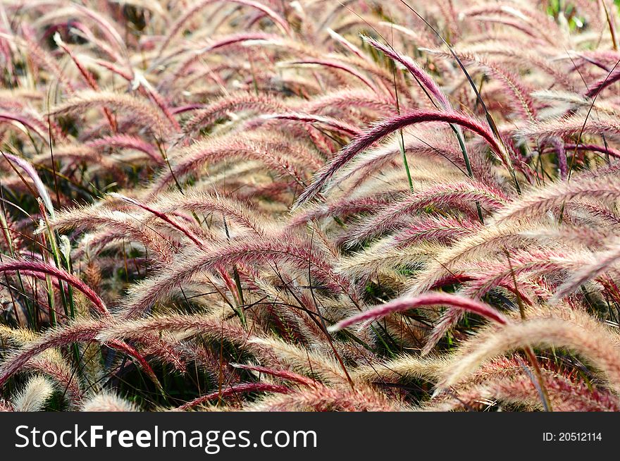 Red Bristle grass Herb in the wind