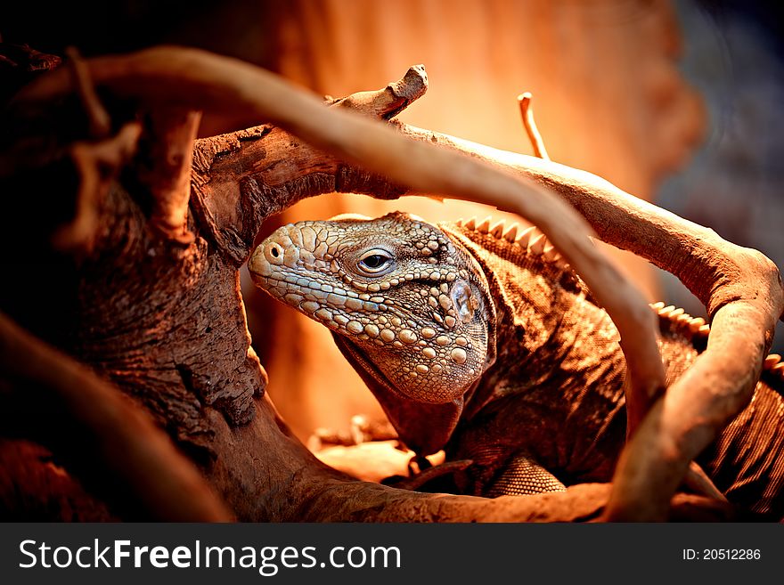 Cuban Iguana