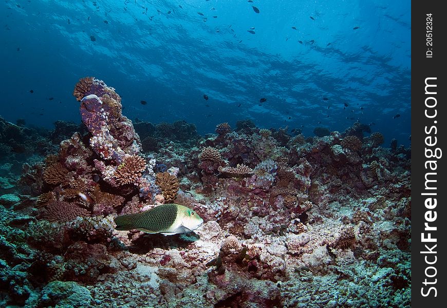 Diving coral reef fish Maldives. Diving coral reef fish Maldives