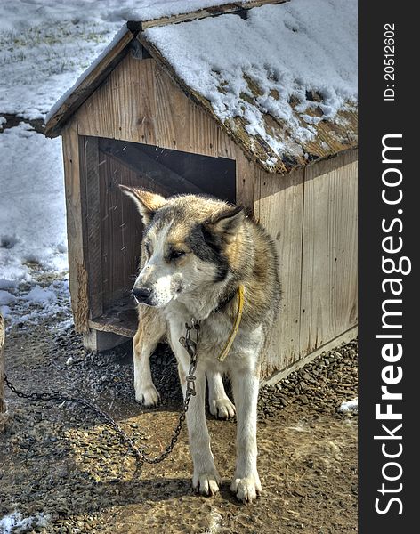 A Siberian Husky tied into your house with a chain