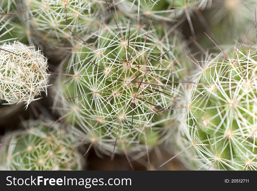 A macro photo about a cactus plant