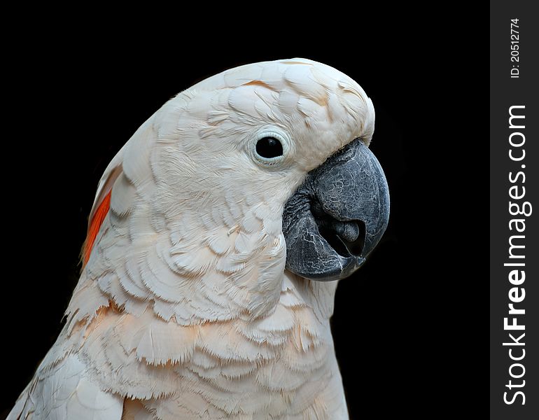 Close up portrait of a Moluccan cockatoo with a black background. Close up portrait of a Moluccan cockatoo with a black background