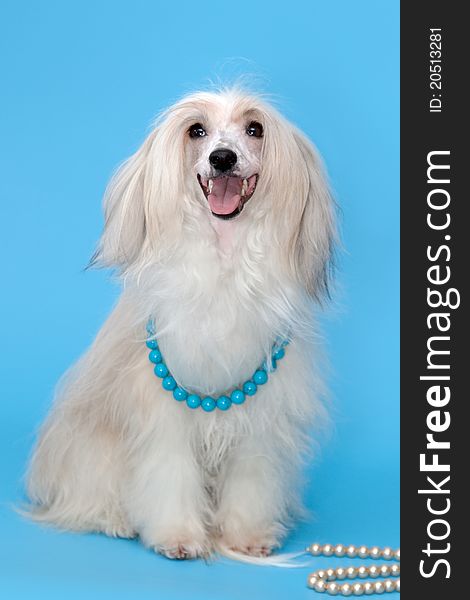 Purebred Chinese Crested Dog