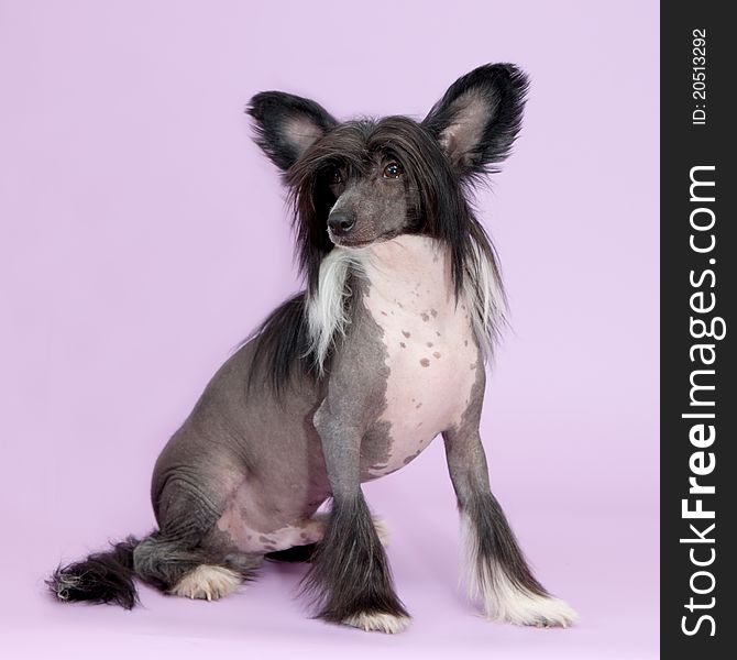 Male chinese crested dog on violet background