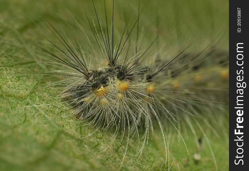 Details of a caterpillar who stand on a leaf