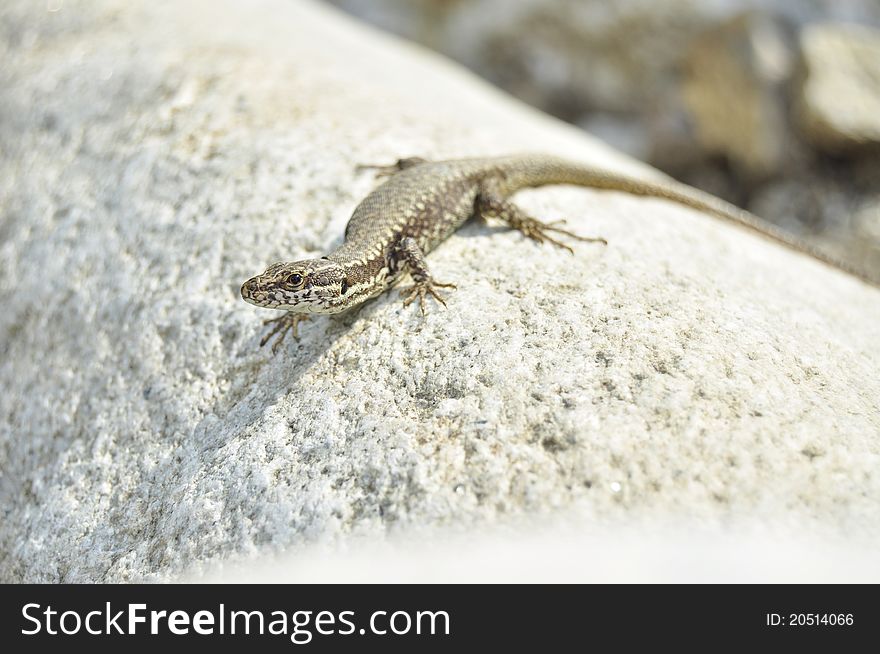 Lizard on a grey stone, focus on eyes